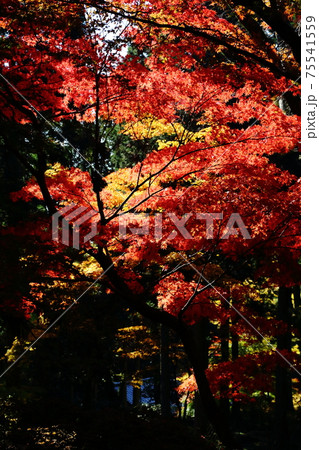 播州清水寺の紅葉の写真素材