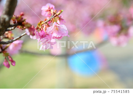 カワヅザクラの花 75541585