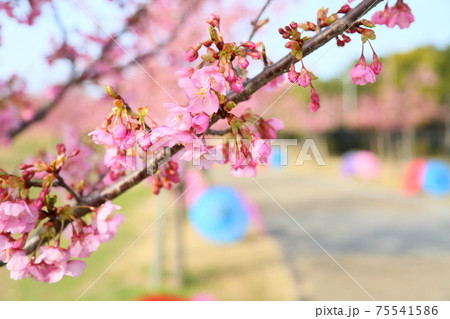 カワヅザクラの花 75541586