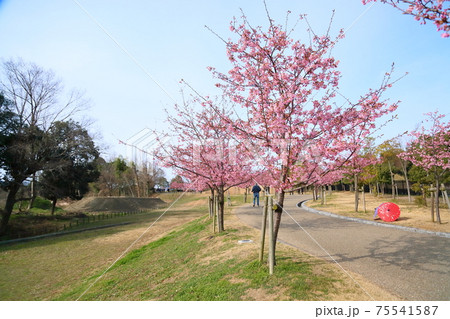 カワヅザクラの花 カワヅザクラの花 75541587