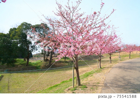 カワヅザクラの花 75541588