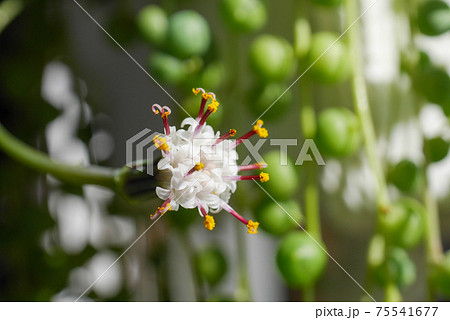 グリーンネックレスの花03 グリーンネックレスの花03 75541677
