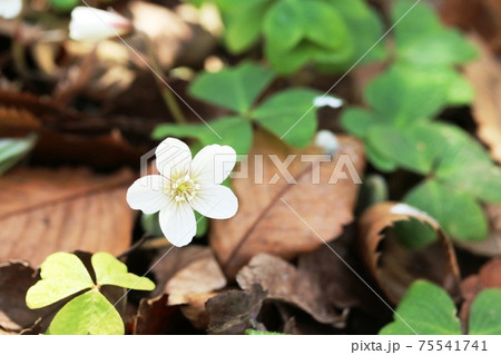 この白いカタバミはカントウミヤマカタバミ(関東深山傍食) この白いカタバミはカントウミヤマカタバミ(関東深山傍食) 75541741