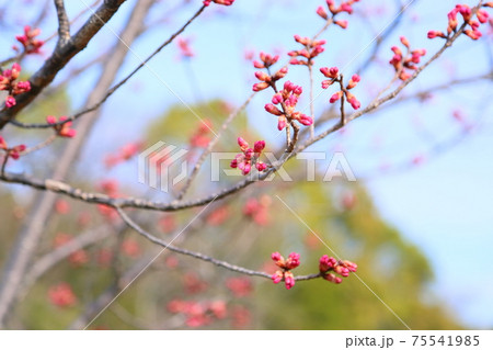 寒緋桜の蕾 75541985