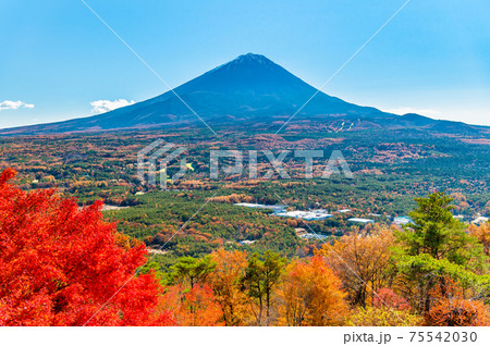 山梨県鳴沢村 紅葉台から見る富士山 山梨県鳴沢村 紅葉台から見る富士山 75542030