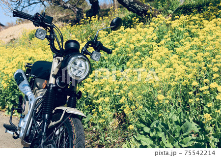 春のツーリング 春のツーリング 75542214