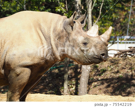 ディズニーアニメみたいな顔したサイ ディズニーアニメみたいな顔したサイ 75542219
