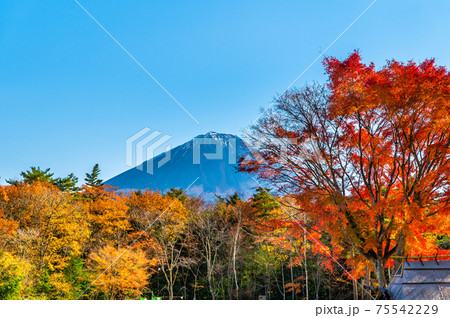 山梨県河口湖町 西湖野鳥の森公園の紅葉と富士山 山梨県河口湖町 西湖野鳥の森公園の紅葉と富士山 75542229