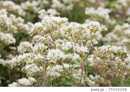 フジバカマの白い花が咲いています 学名はeupatorium Japonicumです の写真素材