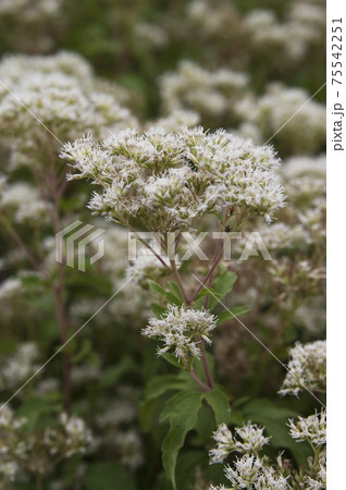 フジバカマの白い花が咲いています 学名はeupatorium Japonicumです の写真素材