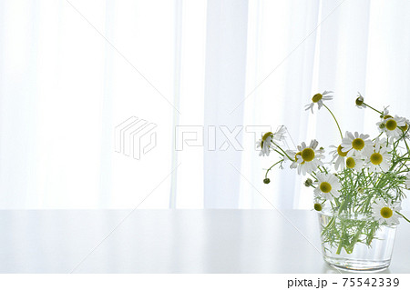カモミールの花 カモミールの花 75542339