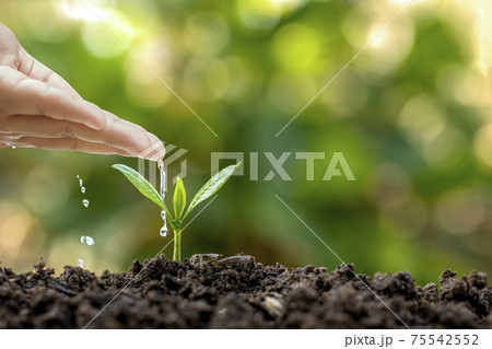 Growing plants in fertile soil and watering. Planting ideas and investments for farmers. 75542552