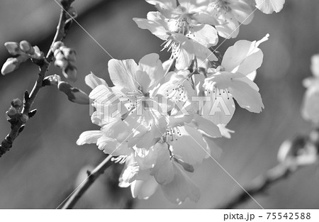 開花した一枝の桜 モノクロ 陽射しの中で咲く桜の写真素材