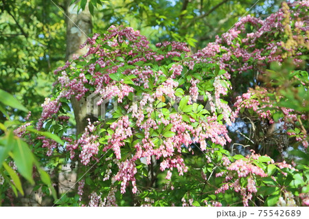 アセビの花 75542689