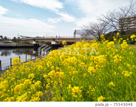 ふるさとの浜辺公園の菜の花 ふるさとの浜辺公園の菜の花 75543048