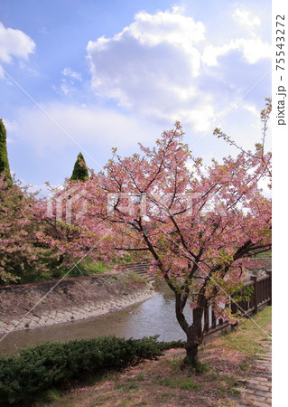 京都　淀の早咲きの河津桜 75543272