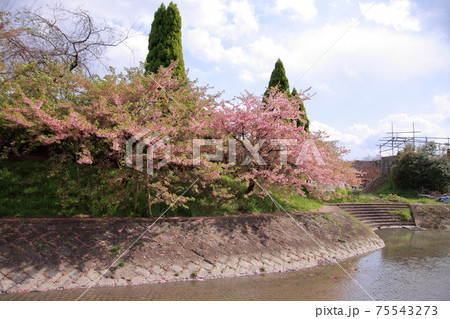 京都　淀の早咲きの河津桜 75543273