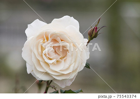 薔薇園に白いバラの花が咲いています。このバラの名前はフレンチレースです。 75543374