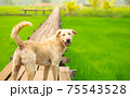 Dog looking back and smile face on the wooden bridge. 75543528