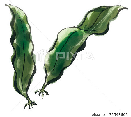 風味豊かな昆布1 75543605