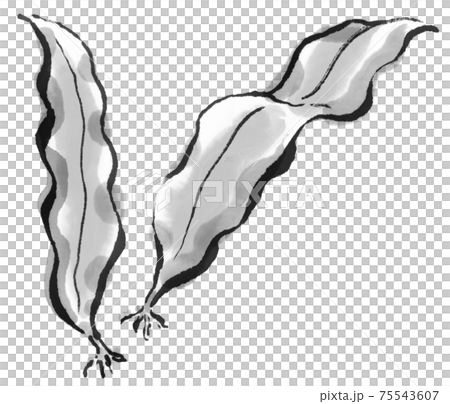 風味豊かな昆布3 75543607