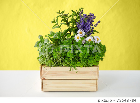 green herbs and flowers in wooden box on table 75543784
