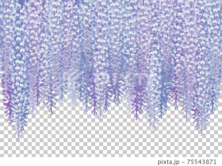 裝飾背景紫藤架子 裝飾背景紫藤架子 75543871
