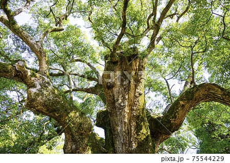 宇美八幡宮にある湯蓋の森と呼ばれる素晴らしい樟の巨木　（福岡県糟屋郡宇美町） 75544229