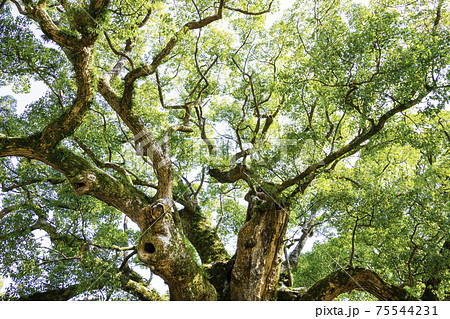 宇美八幡宮にある湯蓋の森と呼ばれる素晴らしい樟の巨木　（福岡県糟屋郡宇美町） 75544231