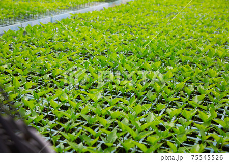 Sprouts of bell peppers in pots are grown in greenhouse 75545526