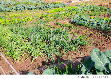 Young green vegetables growing on garden beds 75545713