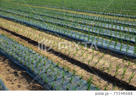 Green onions under cover material on the field Green onions under cover material on the field 75546088