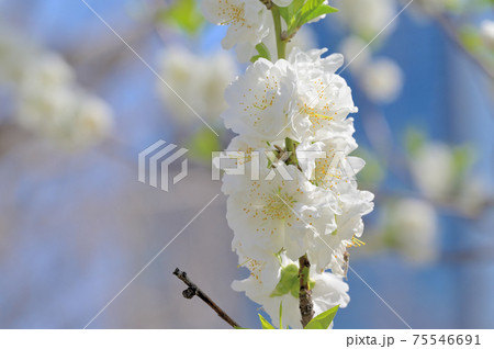 花桃 大阪城公園 桃園 大阪市の写真素材