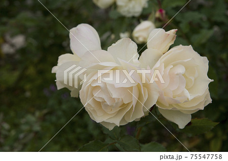 薔薇園に白い薔薇の花が咲いています このバラの名前はエーデルワイスです の写真素材