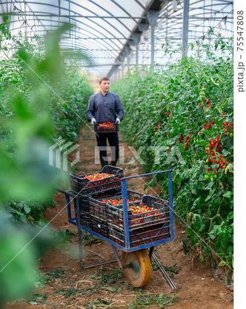 Crates with harvest of red tomatoes in greenhouse Crates with harvest of red tomatoes in greenhouse 75547808