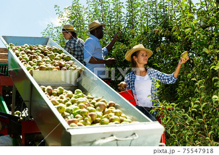 People gathering pears with harvesting machine 75547918