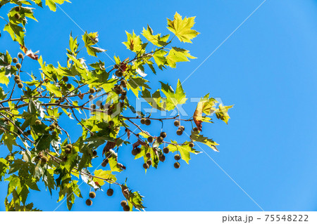 Green Leaves of Pltatanus oreintalis tree on blue sky background Green Leaves of Pltatanus oreintalis tree on blue sky background 75548222