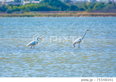 Two white herons stands in the lake 75548341