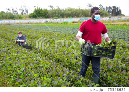 Workers in protective medical masks harvest mustard leaf on farm field Workers in protective medical masks harvest mustard leaf on farm field 75548625