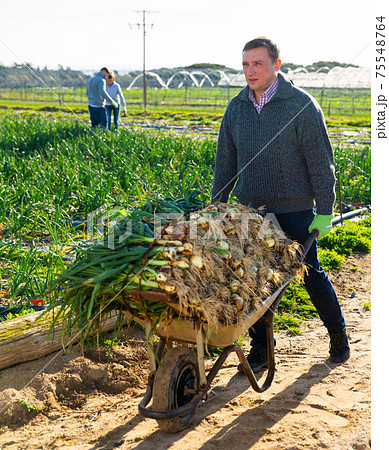 Hired worker pushing wheelbarrow with onions on the plantation 75548764