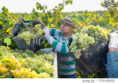Hispanic man owner of vineyard pouring crop of grapes in truck 75548895