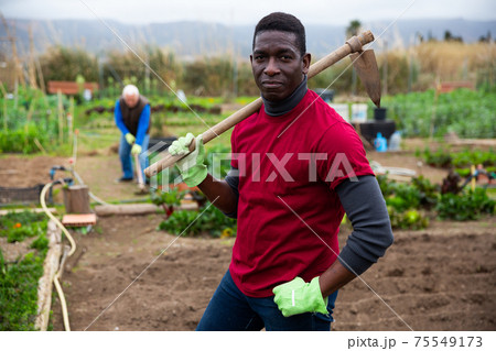 African american man horticulturist with mattock in garden African american man horticulturist with mattock in garden 75549173