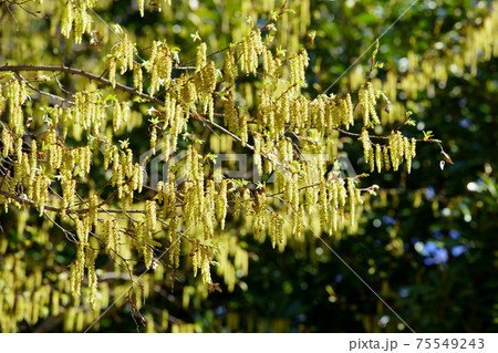 コナラの若草色の花 75549243