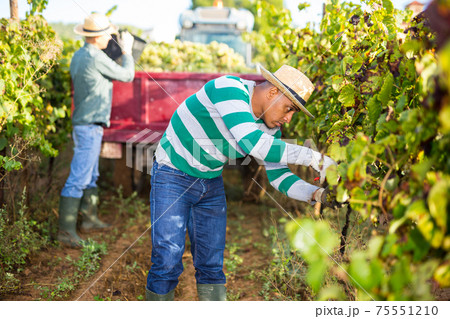 Hispanic farmer harvesting ripe grapes at vineyard 75551210