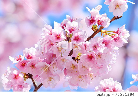 アンギョウザクラ 大寒桜 の写真素材