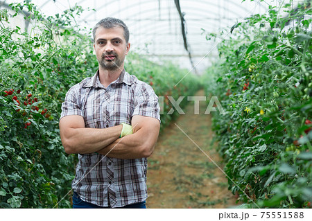 Portrait of successful farmer with arms crossed on background of cherry tomatoes in greenhouse Portrait of successful farmer with arms crossed on background of cherry tomatoes in greenhouse 75551588