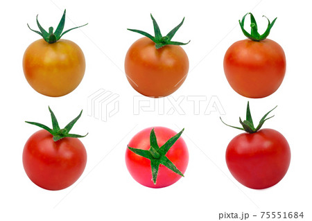 Tomato set. Color gradient tomato on white background. Tomato set. Color gradient tomato on white background. 75551684