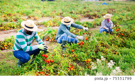 Farmworkers in protective masks checking diseased tomatoes on field 75551799