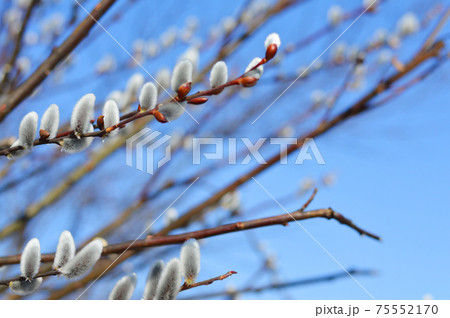 青空とネコヤナギの花穂2 青空とネコヤナギの花穂2 75552170