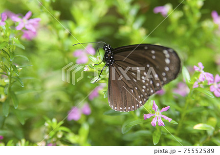 ツムラサキマダラがピンク色の花の蜜を吸っています。 ツムラサキマダラがピンク色の花の蜜を吸っています。 75552589